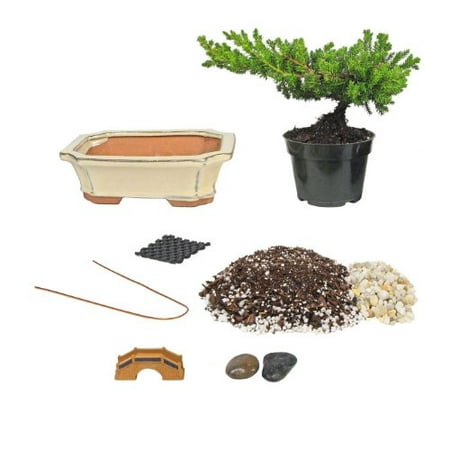 Eve's Bonsai Tree Starter Kit, Complete Do-It-Yourself Kit with 6 Year Old Small Japanese