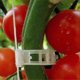 thumbnail image 3 of 100 Pack Garden Plant Clips,for Tying Plants Twine Cages Vine Vegetable Grafting Tools,white Transparent, 3 of 5