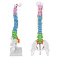 thumbnail image 1 of Human Spine Model, Vertebral Column Model 45cm Colour Coded  Teaching Tool  for Study, 1 of 7