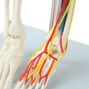 Anatomy Lab Durable Miniature 35 Skeleton with Nerves, Veins and Arteries