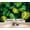 Color 4, variant on Wallpaper Tropical Jungle Sunlight Filtering Canopy rainforest Peel and Stick Wall Murals 69"H x 96"W Removable PVC Wall Paper Self-Adhesive Wall Paintings Art Decor for Bedroom Living Room