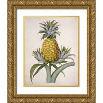Hooker, William 15x18 Gold Ornate Wood Framed with Double Matting Museum Art Print Titled - Black Jamaican Pineapple