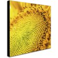 thumbnail image 2 of Trademark Fine Art "Glistening Sunflower Nectar" Canvas Art by Kurt Shaffer, 2 of 3