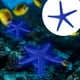 thumbnail image 3 of Estrella De Mar De Simulación, Estrella De Mar De Simulación De Acuario Rojo, Azul, Decoración De Paisaje Para Acuario De Pecera ANGGREK Otros, 3 of 8