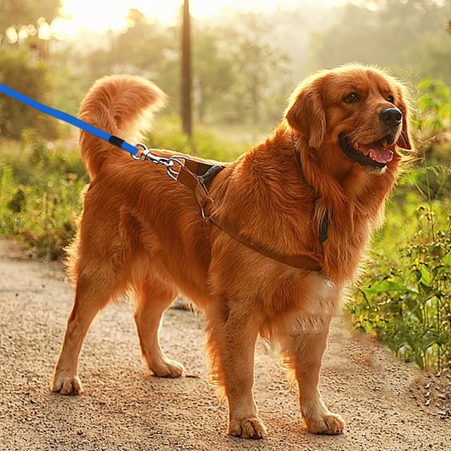 8m Long Dog Tie Out Leash With Durable Swivel Clips And Chains For Outdoor Use In Yard Or Camping