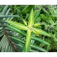 thumbnail image 3 of 30 Mole Plant Seeds - Euphorbia lathyris - Caper Spurge, 3 of 3