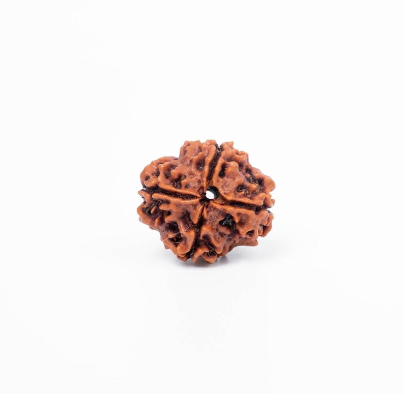 Navratan Gems Certified Authentic 4 Mukhi Nepali Rudraksha|Genuine Four-Faced Rudraksha Bead for Men & Women