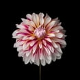 thumbnail image 2 of Frank, Assaf 20x20 Gold Ornate Wood Framed with Double Matting Museum Art Print Titled - Dahlia Flower, 2 of 4