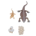 thumbnail image 2 of Lizard Lizard Life Cycle Figurine Toy Educational Interactive Lifelike Simulated Reptile Animal Figurine Set for Home School, 2 of 7
