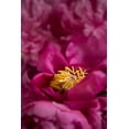 thumbnail image 2 of Millet, Karyn 17x24 Gold Ornate Wood Framed with Double Matting Museum Art Print Titled - Fuchsia Peonies I, 2 of 4