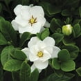 thumbnail image 4 of "Lone Star Growers Cape Jasmine, Gardenia 'Buttons', 12"" - 16"", 4 of 7