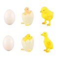 thumbnail image 1 of Chicken Life Cycle Models Flexible Glue 1 Set 4.3X3.1X2.4In, 1 of 1