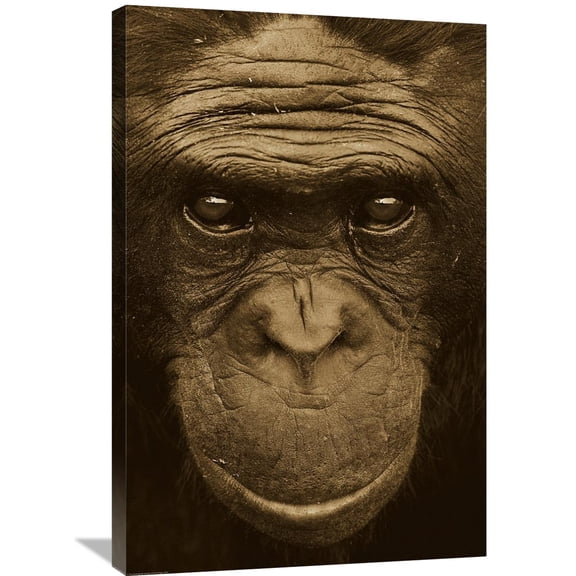 Global Gallery San Diego Zoo,'Bonobo portrait, native to Africa - Sepia' Stretched Canvas Artwork