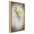 thumbnail image 2 of Amanti Art Canvas Art Framed Vintage Hellebore Study II, 2 of 11