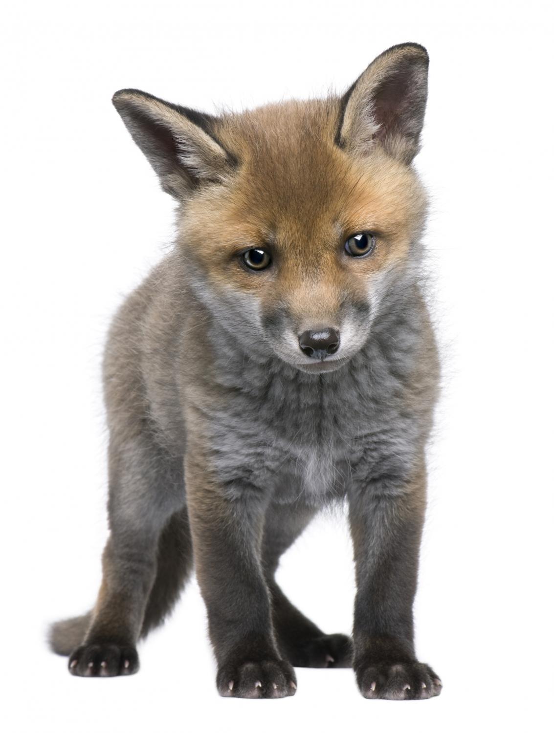 Wallmonkeys Red Fox Cub (6 Weeks Old)- Vulpes Vulpes Peel and Stick Wall Decals WM73676 (11 in W x 18 in H) - image 1 of 4