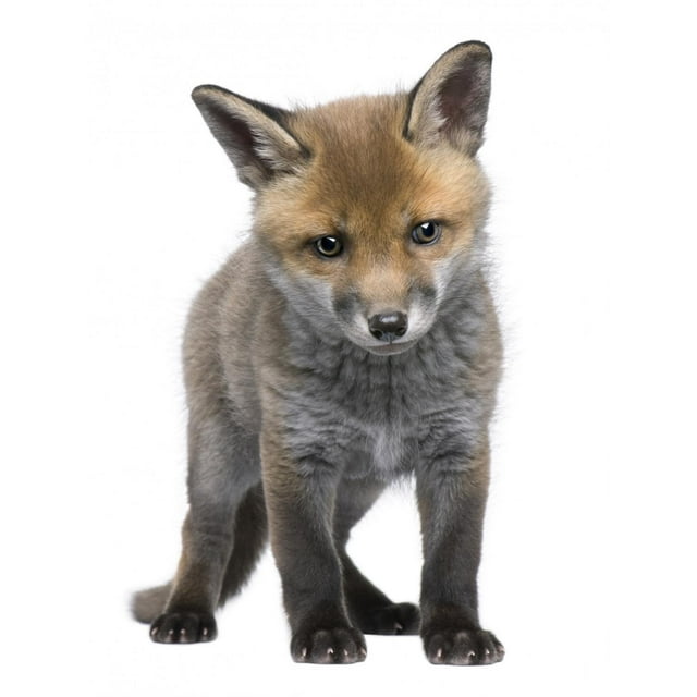 Wallmonkeys Red Fox Cub (6 Weeks Old)- Vulpes Vulpes Peel and Stick Wall Decals WM73676 (11 in W x 18 in H)