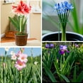 thumbnail image 3 of Remiawy 24 Pack 15.7 inch Plant Support Stakes, Metal Plant Stakes Garden Plant Single Stem Support Rings Amaryllis Stakes for Indoor Outdoor Plants, Orchid, Lily, Peony, Rose, Tomato, Monstera, 3 of 7