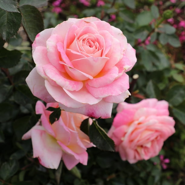 True Bloom by Altman Plants 'True Bliss' PP28929 Pink Rose Bush