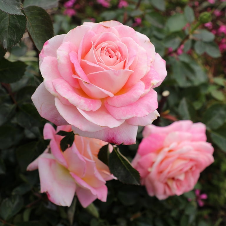 True Bloom by Altman Plants 'True Bliss' PP28929 Pink Rose Bush, 8qt. Pot,  Live Roses, Full Sun - Walmart.com