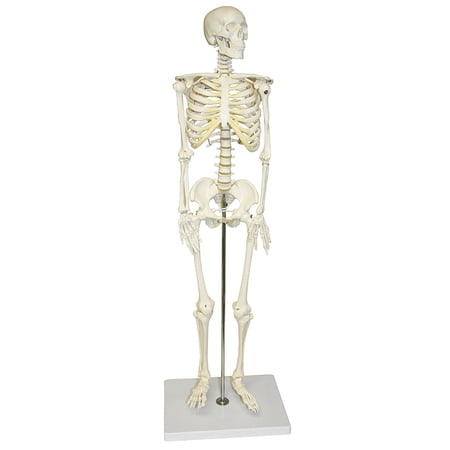 Vision Scientific Human Skeleton Model  Half Size 33  (84 cm) price history on PriceWatchPro