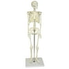 Vision Scientific Human Skeleton Model, Half Size 33" (84 cm)