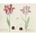 thumbnail image 2 of Jacob Marrel 14x12 Gold Ornate Wood Frame and Double Matted Museum Art Print Titled - Two Tulips with Two Cherries and at (1637), 2 of 4