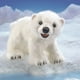 thumbnail image 2 of Marioneta de mano Folkmanis con forma de oso polar, modelo 3041, color blanco, 2 of 3