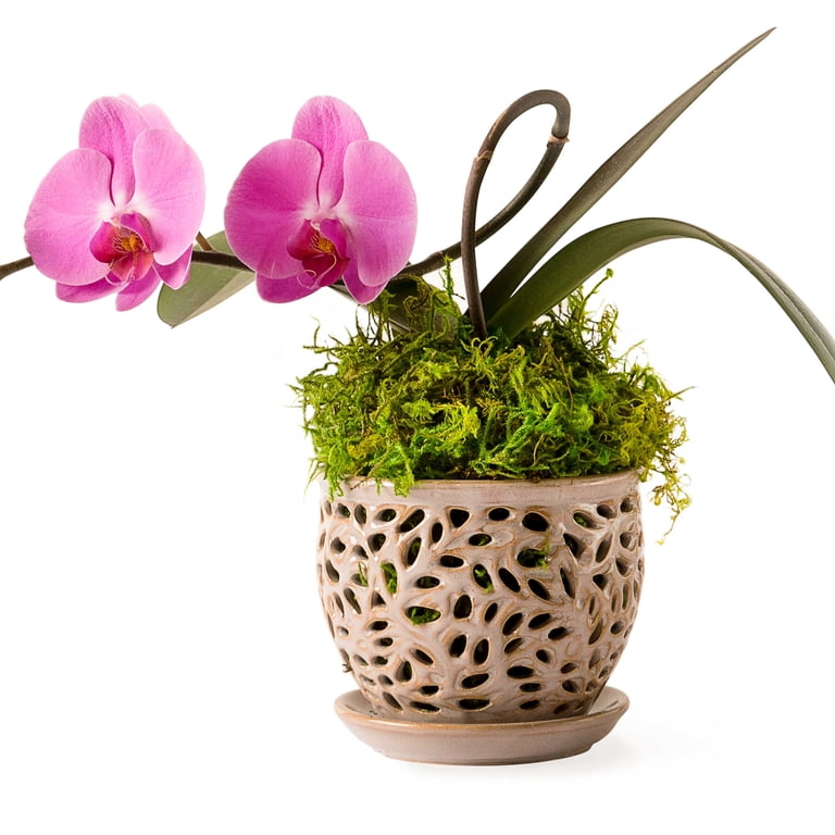 Proflora Preserved Forest Moss, True Green, 320 CU in - Walmart.com
