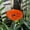 Orange, variant on Bee Cups for Garden, Resin Bee Watering Station and Butterfly Drinker Stakes, Colorful Outdoor Decor for Pollinator Garden Beds