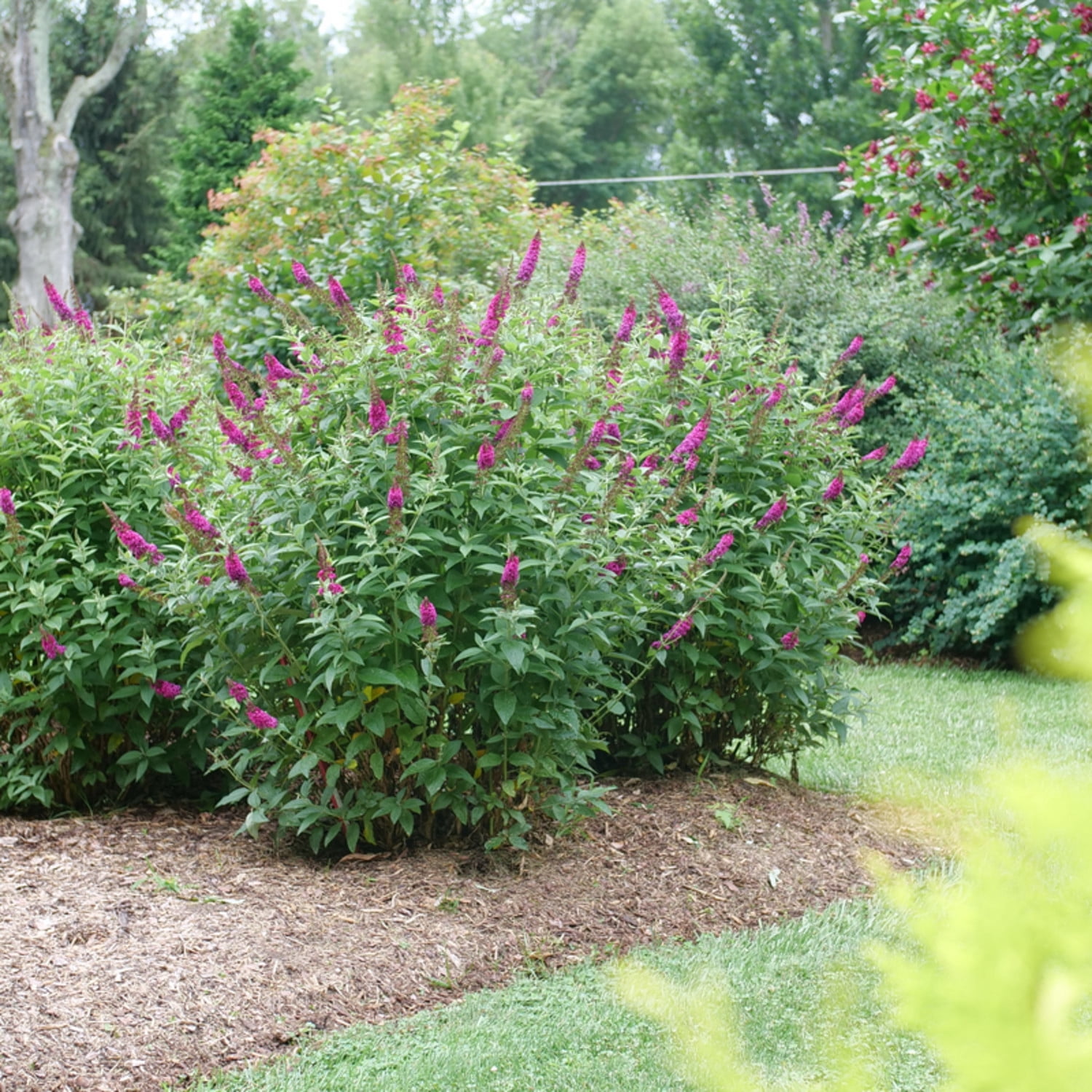 Proven Winners ColorChoice 6" Pink 'Miss Molly' Butterfly Bush Live Plant in 7.5" Pot
