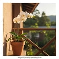 thumbnail image 4 of Orquídea cascada en maceta, 4 of 4