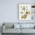 thumbnail image 3 of Trademark Fine Art 'Pine Street Pears' Canvas Art by Deborah Kopka, 3 of 3