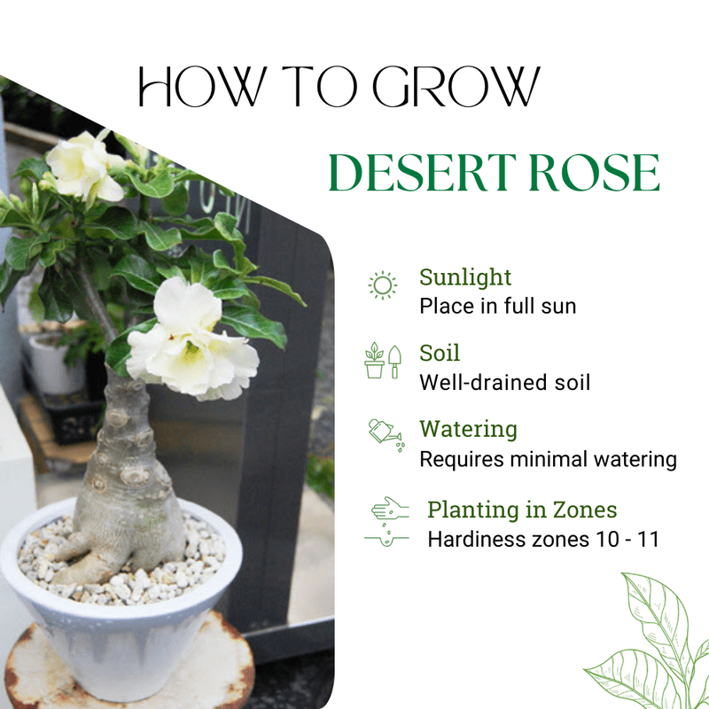 White Desert Rose Plant Live, Adenium Obesum Desert Rose, 4-8 Inc Tall, Perennia and Hardy Succulent for Indoor and Outdoor Planting
