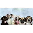 thumbnail image 2 of Allen, Kimberly 14x9 White Modern Wood Framed Museum Art Print Titled - Puppy Portrait, 2 of 4