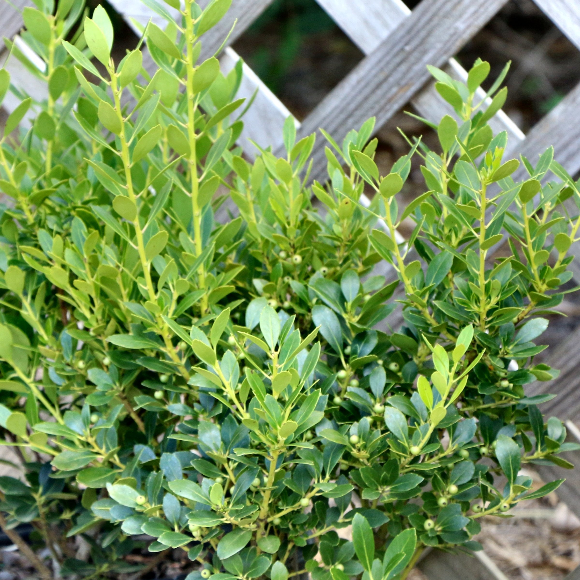 1 gal Ilex Glabra Densa Live Shrub Condition with Full Sunlight