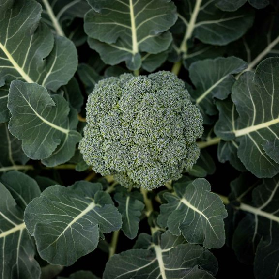 Eden Brothers Broccoli Seeds (Organic) - Calabrese