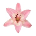 thumbnail image 6 of Assorted LA Hybrid Lilies - Fresh Cut - 80 Stems - by Bloomingmore, 6 of 9