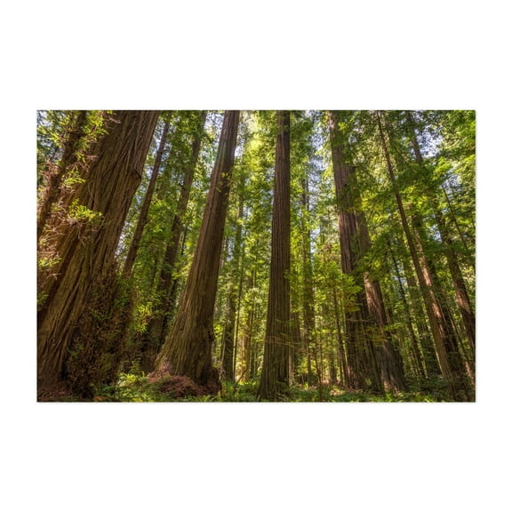 Majesty of the Redwoods - Weott California Photography Unframed Wall Art Print 5 x 7 inches
