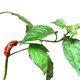 thumbnail image 3 of Plantas De 90 Grados Para Entrenamiento De Bajo Estrés Y Extractor De Ángulo De Entrenamiento De Plantas, Herramienta De Doblado Para Plantas En Maceta, Plántulas, Árboles Frutales Speravity HA041561-02, 3 of 6