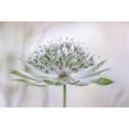 thumbnail image 3 of Disher, Mandy 14x11 Black Modern Framed Museum Art Print Titled - Astrantia, 3 of 5