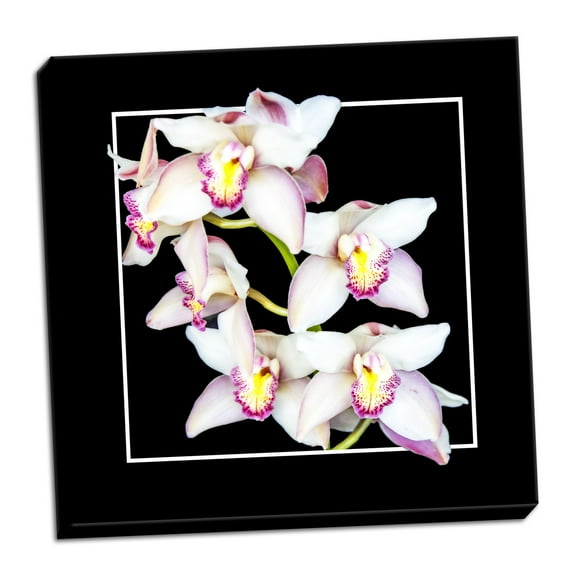 Gango Home Decor Orchids on Black II by Alan Hausenflock (Ready to Hang); One 24x24in Hand-Stretched Canvas