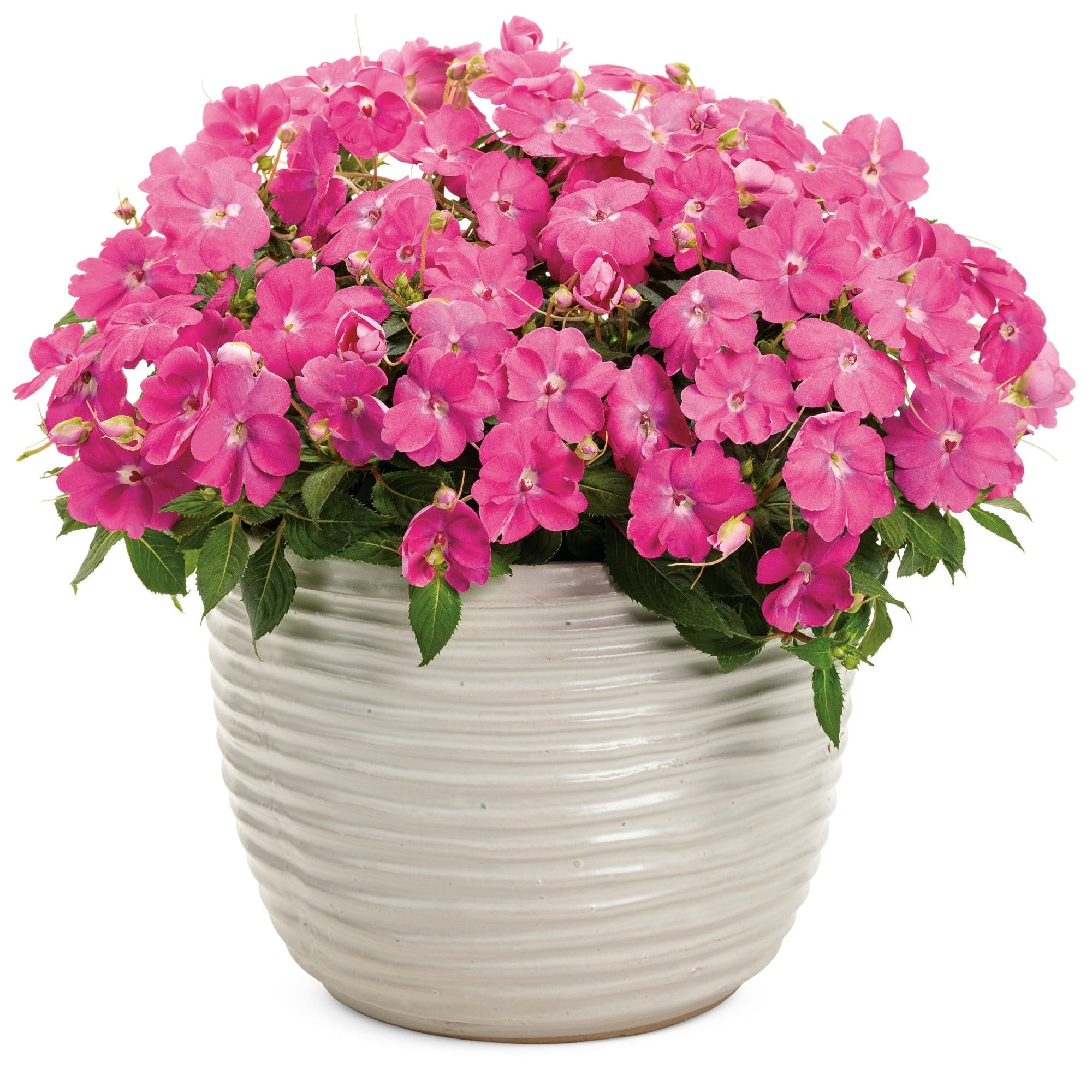 Proven Winners 8" SunPatiens Compact Hot Pink Impatiens Live Plant in 6.5" Pot