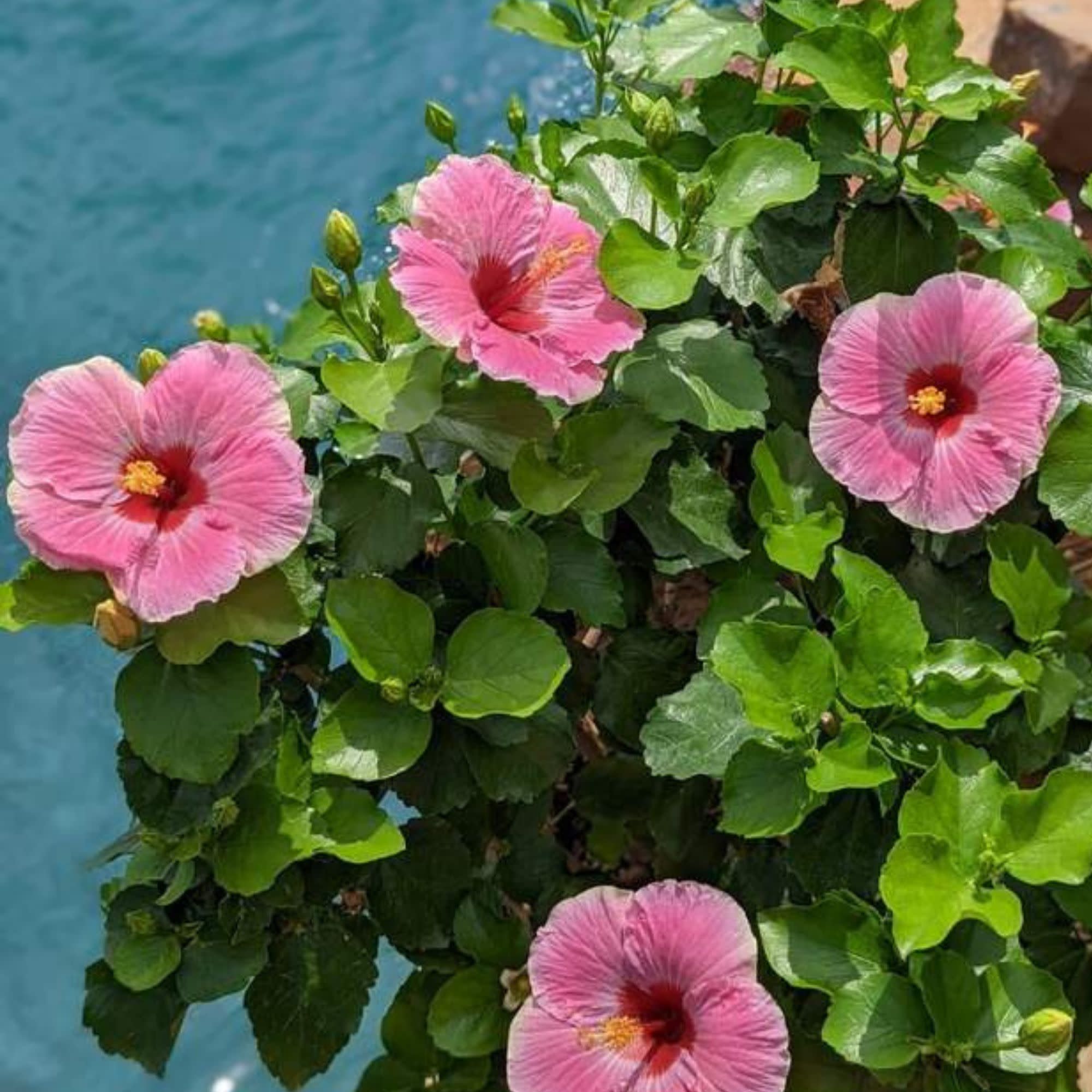 Proven Winners ColorChoice 6" Pink Hollywood Hibiscus America's Sweetheart Tropical Hibiscus Live Plant in 7.5" Pot
