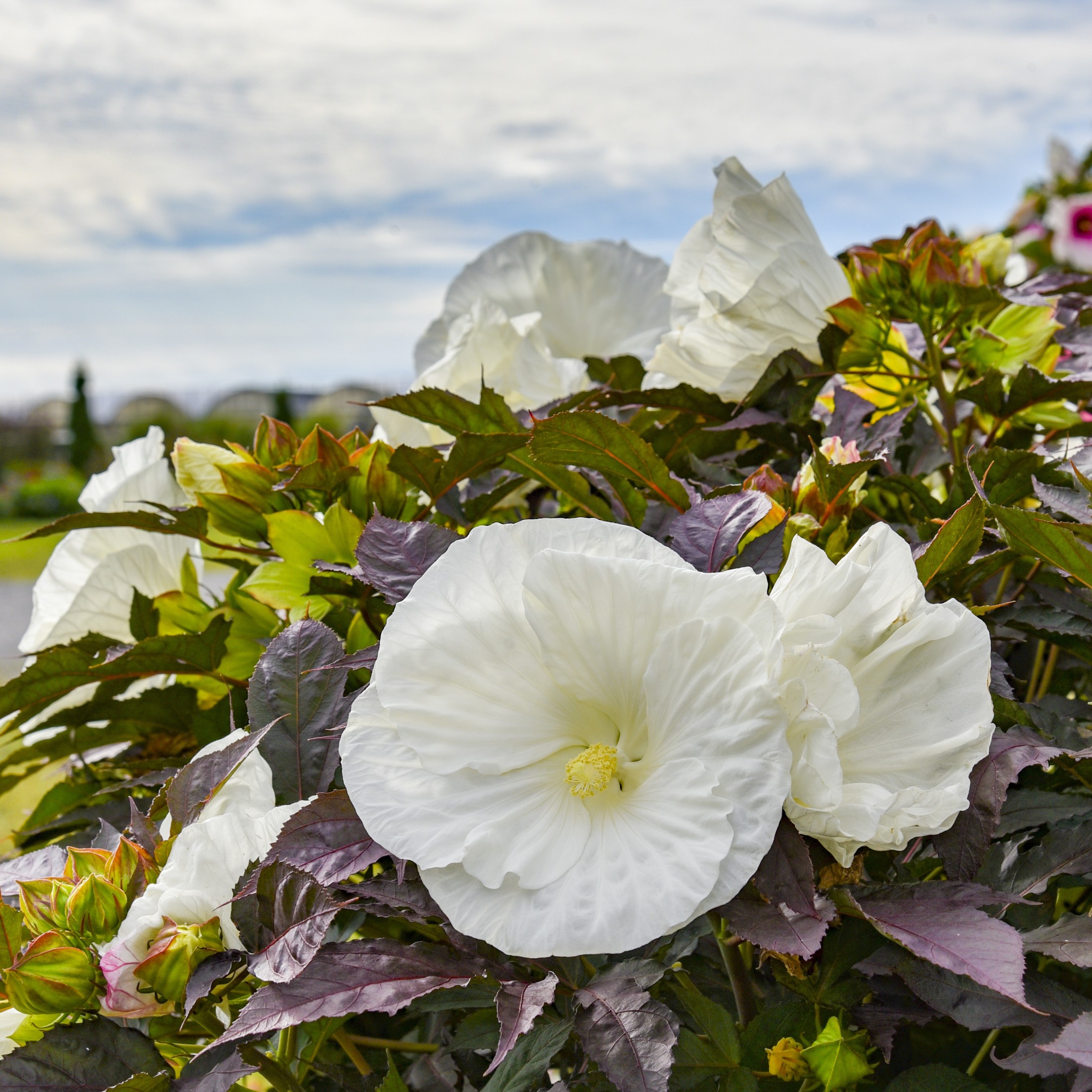 Proven Winners 18" White Summerific 'Cookies and Cream' Rose Mallow Live Plant in 8.88" Pot