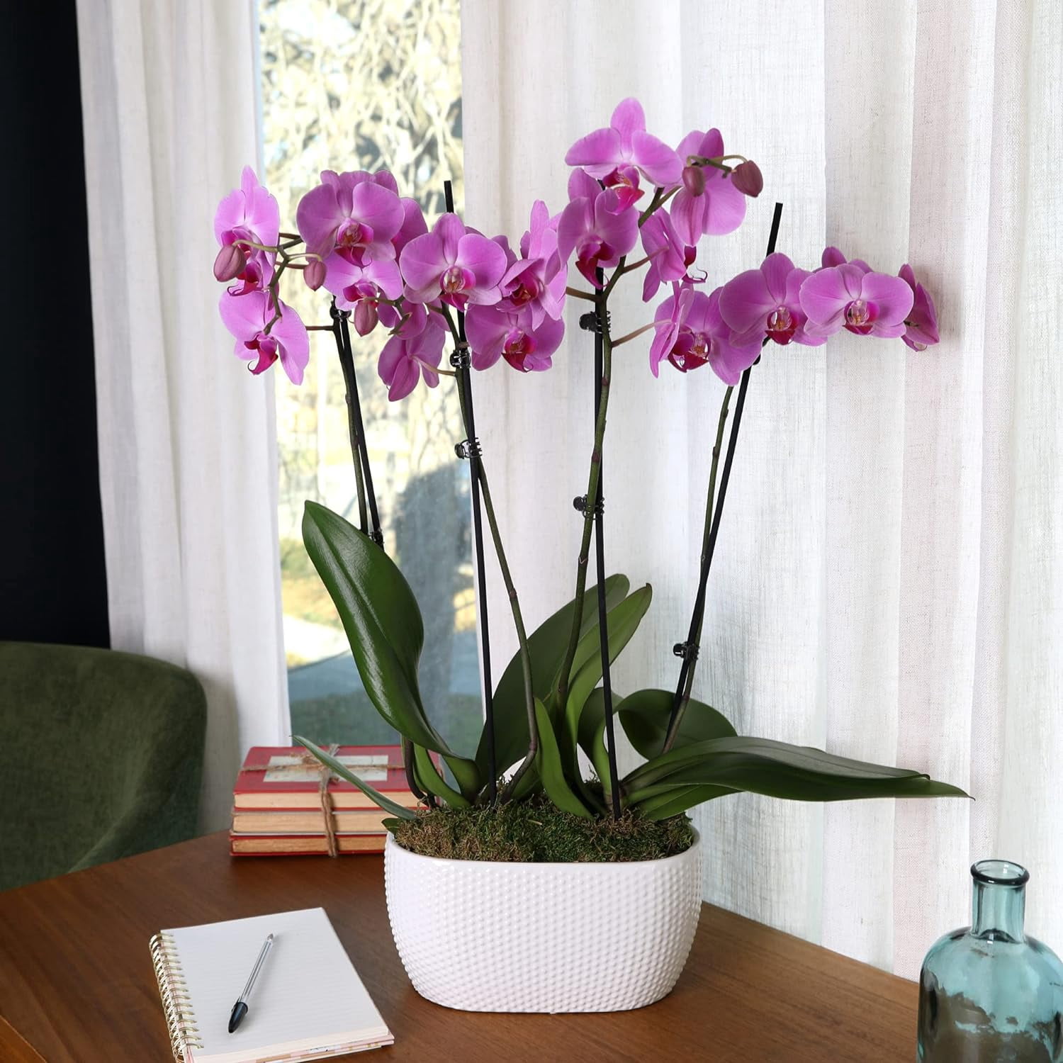 Just Add Ice 16-30" Watercolor Pink Premium Orchid Duo Live Plants in 10" White Dot Ceramic Planter, House Plant