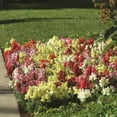 thumbnail image 4 of Expert Gardener 1PT Snapdragon Snapshot Mix Variety Various Colors Annual Live Plant, 4 of 6