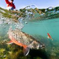 thumbnail image 4 of Señuelos de pesca blandos con cabeza de plantilla señuelo de silicona con cola en T Wobblers Swimbait para Lucio, 4 of 6