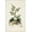 Unframed, variant on Art.com Antique Turpin Botanical III Art Print by 0 Turpin, 12" x 18"