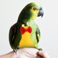 thumbnail image 4 of unbranded Ropa Para Pájaros En Amarillo Con Único Para Protección Y Estilo, 4 of 6