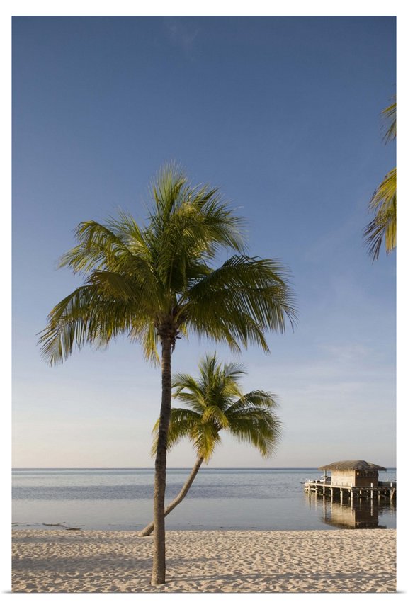 | Rolled Paul Souders Poster Print entitled Cayman Islands, Little Cayman Island, palm tree on white sand beach